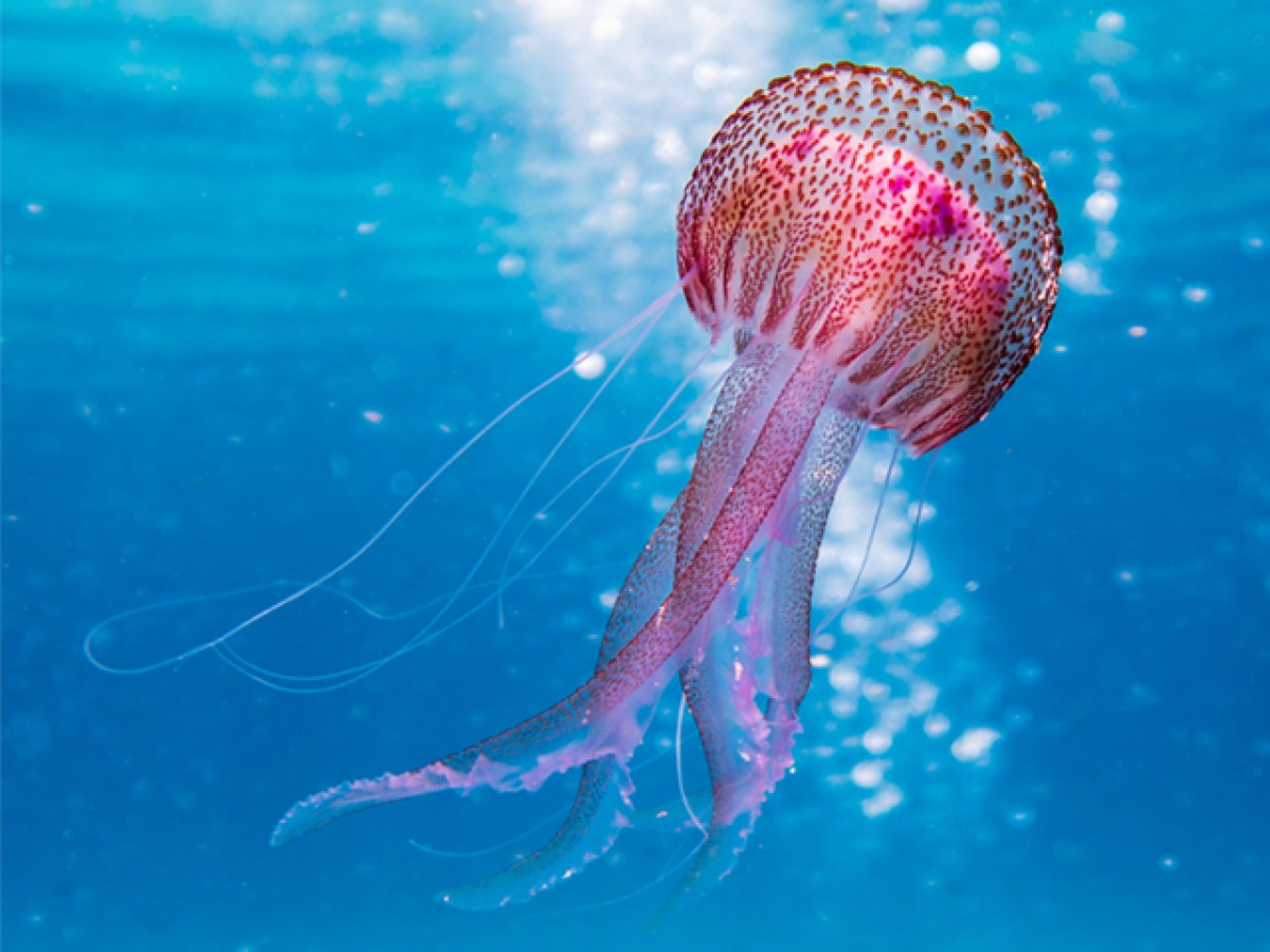 Τι πρέπει να κάνεις (και τι όχι) αν σε τσιμπήσει μωβ μέδουσα